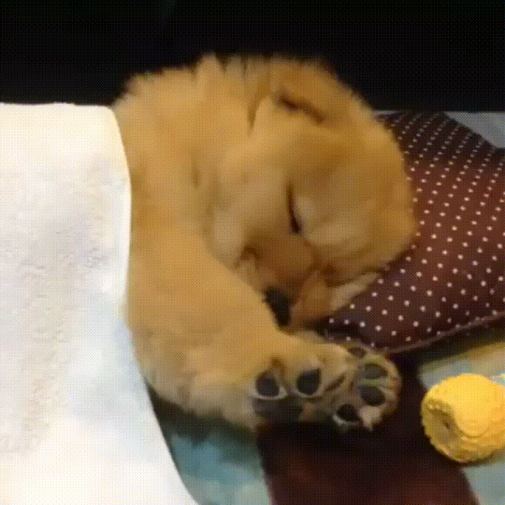 Гифки смешные сплю. Гифки спать. Собака спит гифка. Гифка сон. Сон животных gif.