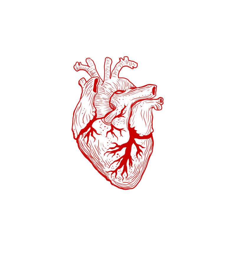 Живое сердце бьется. Биение человеческого сердца. Сердце анатомия. Человеческое сердце настоящее.