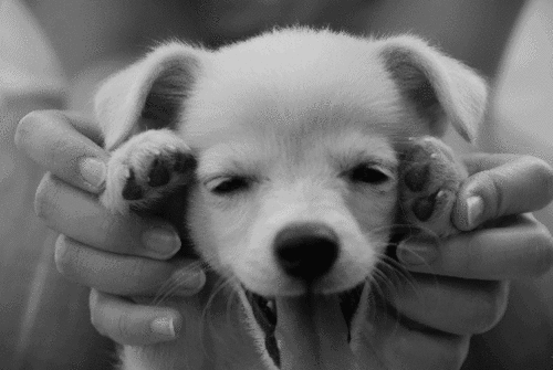puppy,dog,animals,black and white,photography