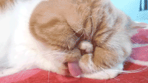 kitten,cat,tongue