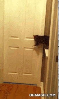 open,kind,funny,cat,cute,dog,animals,door,chase,dontfrackmymother