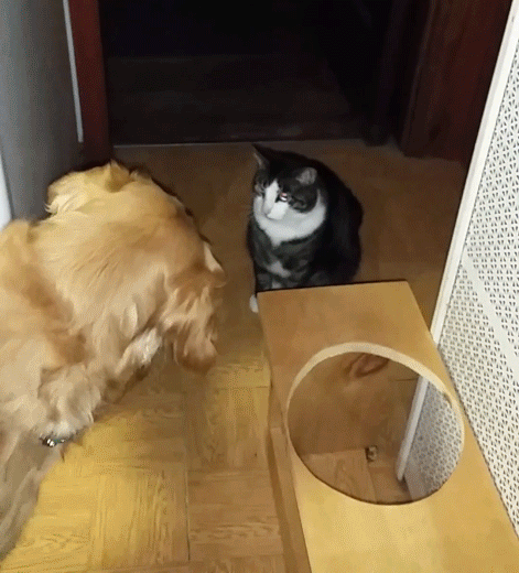 dog,animals being jerks