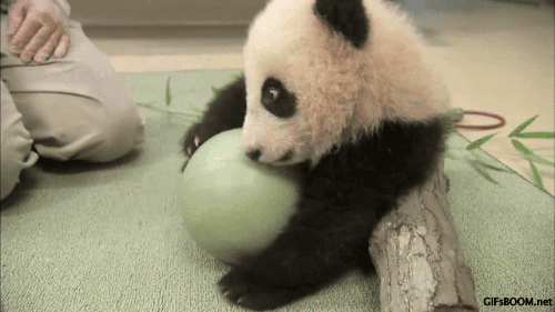 animals,ball,panda