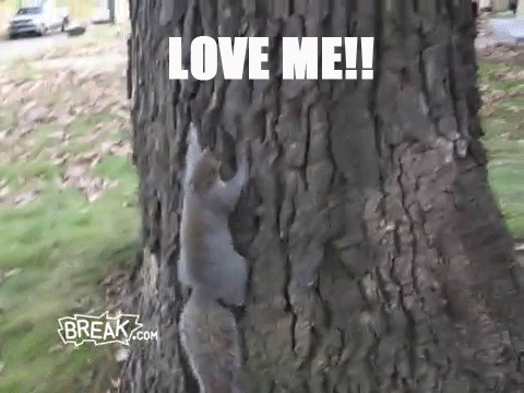 squirrel,friend