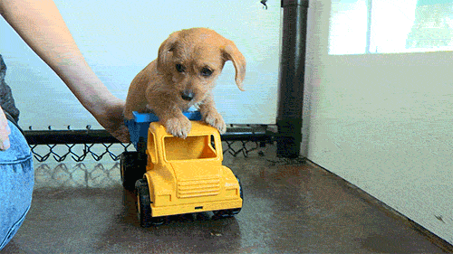 truck,toy,puppy,adorable