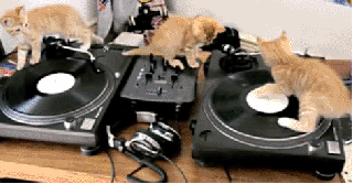 dj,funny,cat,animals,cats,spin,table,kittens