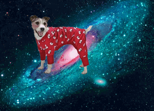 space,dog,animals,animal,dogs,dog in space,dogs in space
