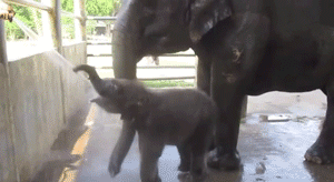 baby,mom,elephant,banana