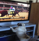 pug,tv,funny,dog,animals,horse