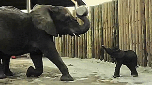 mother,baby,elephant