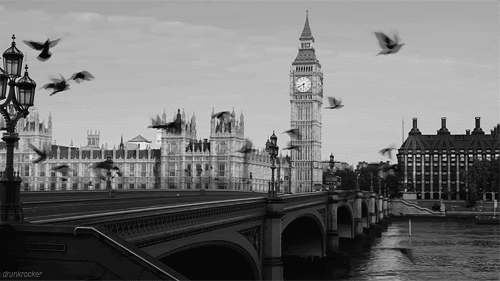 birds,bird,bridge,london,flying,black and white photography,black and white