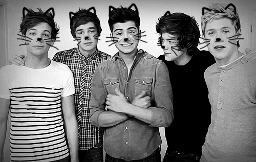 love,cat,one direction,photography,kitty,niall horan