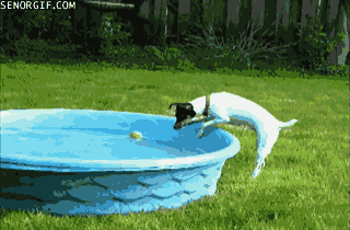 funny,balls,pool,dog