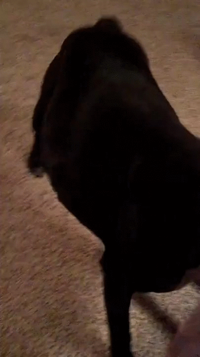 excited,dog,happy,moves