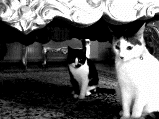 love,cat,girl,black and white,animal,boy,guy,lady,4