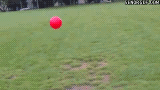 dog,jump,balls