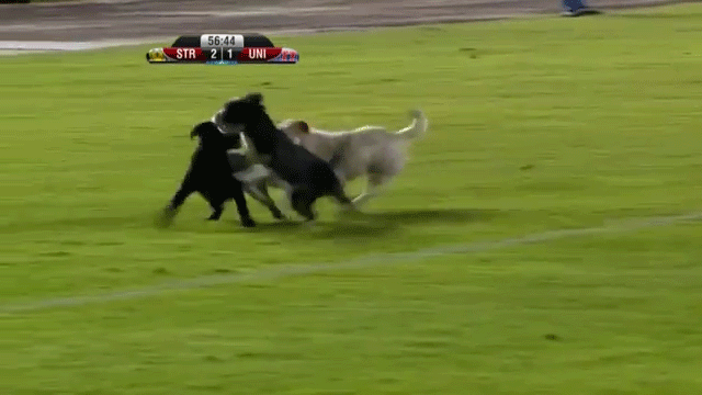 Собачка бежит. Собака убегает. Футбол гиф. Собака футбол.