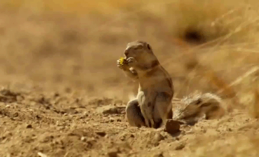 dropping food,reactiongifs,squirrel,animals,time,confused,eating