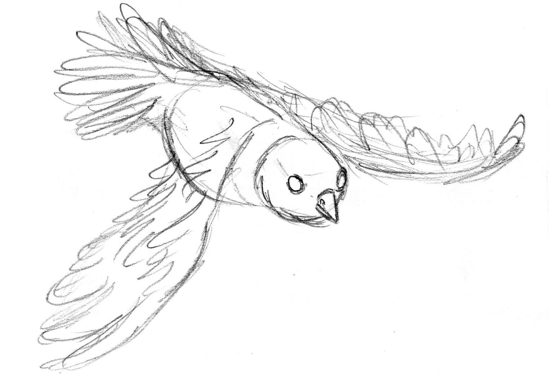 Рисунок птиц карандашом легкие. Птицы для срисовывания. Картинки птиц для срисовки. Рисунки птичек для срисовки. Рисунок птицы карандашом для срисовки.