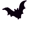 transparent,bats