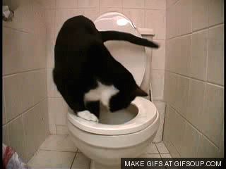 Пью воду бегаю в туалет. Кот на унитазе. Черный кот на унитазе. Кот в туалете.
