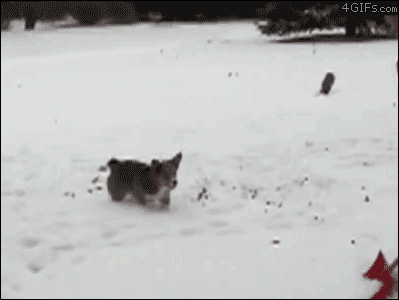 snow,animal,dog happy