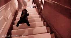 Лестница для собак. Девушка спускается с лестницы. Падает с лестницы. Сбежать с лестницы. Обезьянка поднимается по трапу а мери спускается