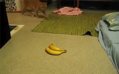 banana,scared,cat,jump
