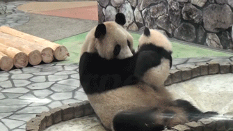 panda bears,hug,animals,kiss,animal,panda,panda cub