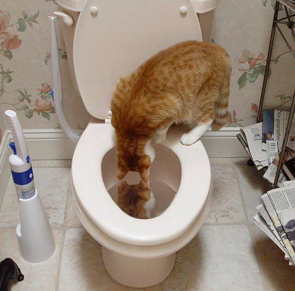 drinking,toilet,cat