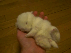 sleeping,rabbit,animals,baby,white,hand,bunny