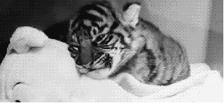 sleepy,baby,tired,tiger