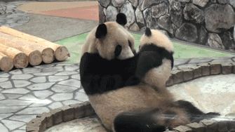 kiss,baby,panda