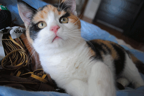 Cats webcam. Трёхцветная кошка кошачьи. Кошка трехцветная гифка. Трехцветный кот прикольный. Котята от трехцветной кошки.