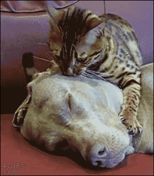 cat,dog,animal friendship