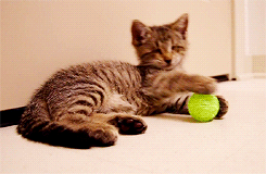 cat,animals,kitten,ball,playing,toy