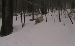 dog,snow,winter
