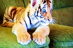 tiger,baby