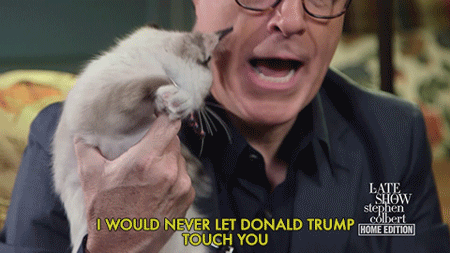 cat,cats,donald trump,politics,stephen colbert,election 2016,late show