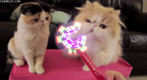 funny,lights,cat,animals,fan,give the other cat a turn dude