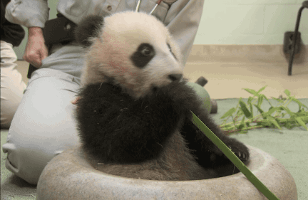 baby animals,eat,cute,panda,san diego zoo