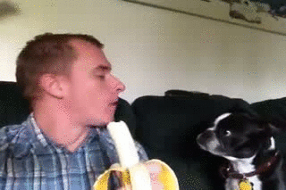 dog,friends,eating,banana