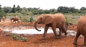 elephant,animals,baby