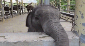 animals,baby,elephant