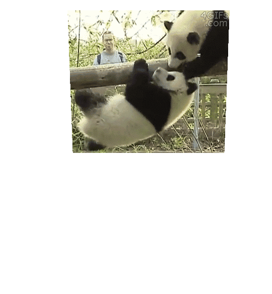 panda,cute,fail,pandacam