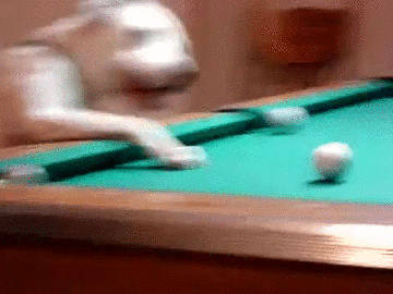 dog,pool,playing,interesting