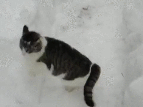 snow,kitty