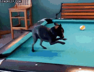funny,dog,pool