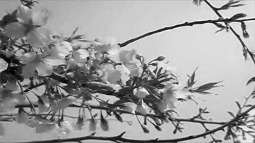 beautiful,wow,flowers,black and white,bw