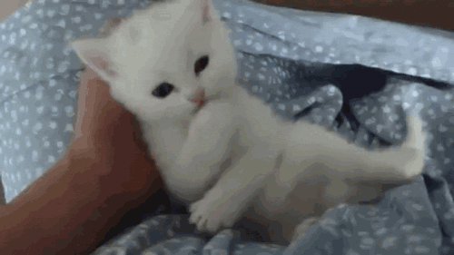 kitten,kawaii,white kitten,cat,sweet,pogromczyni sutkw